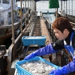 水揚げされたイカナゴのシンコ。漁獲量は低迷しており、運ばれるかごも少ない＝３月４日、神戸市垂水区、垂水漁港