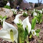 見ごろを迎えたミズバショウ＝神戸市灘区六甲山町、六甲高山植物園