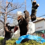 害虫被害を受け、伐採されたサクラ＝芦屋市茶屋之町