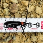 クビアカツヤカミキリの成虫（兵庫県自然鳥獣共生課提供）