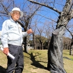 クビアカツヤカミキリによる食害や成虫の拡散を防ぐ防虫ネットが施されたサクラの前に立つ樹木医の宗實久義さん＝明石市大久保町松陰
