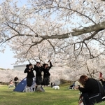 花見客でにぎわう石ケ谷公園。昨年６月に兵庫県内で初めてクビアカツヤカミキリの成虫が確認された＝明石市大久保町松陰