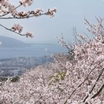 明石海峡大橋を背景に咲き誇るソメイヨシノ＝２０２３年３月、神戸市須磨区一ノ谷町５、須磨浦山上遊園