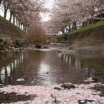 川面に浮かぶサクラの花びら＝６日午後、稲美町北山の曇川（撮影・長嶺麻子）