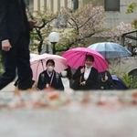 風雨で桜の花びらが散り葉桜となった木々を背に歩く人ら＝７日午前、神戸市中央区北長狭通５（撮影・中西幸大）