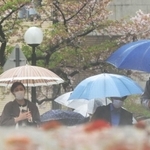 風雨で桜の花びらが散り葉桜となった木々を背に歩く人ら＝７日午前、神戸市中央区北長狭通５（撮影・中西幸大）