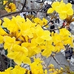 買い物客らが行き交う街角を彩るイペの花＝１７日午後、神戸市中央区元町通１