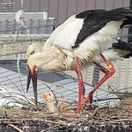 人工巣塔で子育てに励むコウノトリのペア＝稲美町（広告会社提供）