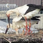 親鳥にえさをねだるコウノトリのひな＝稲美町（広告会社提供）