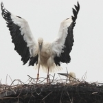 人工巣塔で子育てに励むコウノトリのペア＝稲美町（読者提供）