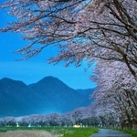 月明かりに照らされた加古川沿いの桜並木＝丹波市氷上町桟敷（６秒露光）