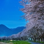 月明かりに照らされた加古川沿いの桜並木＝丹波市氷上町桟敷（２０秒露光）