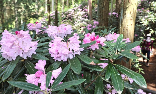 散策道沿いにしっとりと咲くシャクナゲ＝神戸市立森林植物園