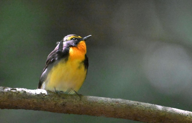 木の枝に止まる夏鳥のキビタキ＝神戸中央区の再度山（撮影・風斗雅博）