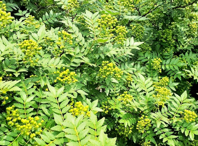 サンショウ特有のとげがなく、大粒の実がなる朝倉山椒＝養父市内