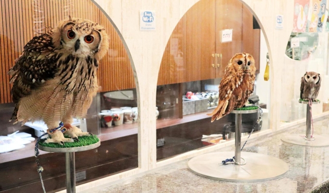 ずらりと並ぶフクロウ＝神戸市中央区、アニマルカフェフレカ三宮店