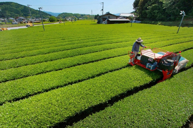 摘み取りの季節を迎えた茶畑。晴天の下、新芽が青々と輝く＝丹波篠山市味間奥