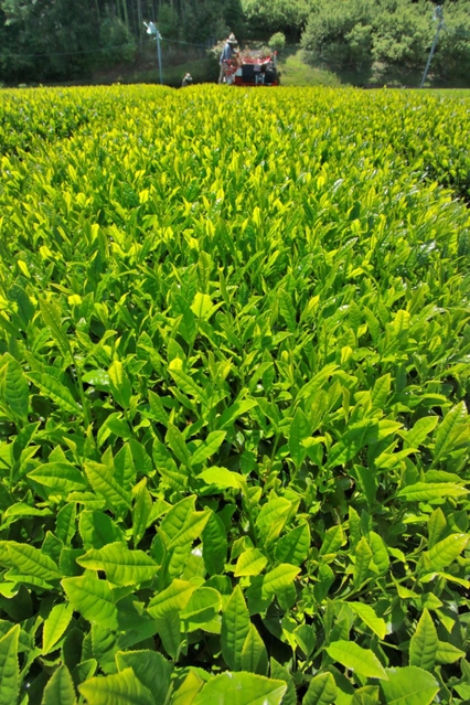 摘み取りの季節を迎えた茶畑。晴天の下、新芽が青々と輝く＝丹波篠山市味間奥