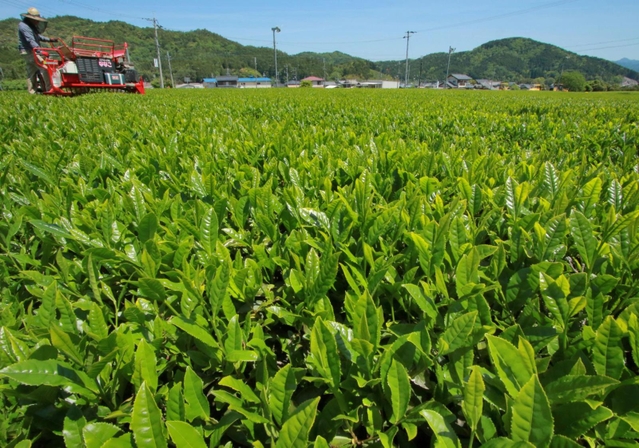摘み取りの季節を迎えた茶畑。晴天の下、新芽が青々と輝く＝丹波篠山市味間奥