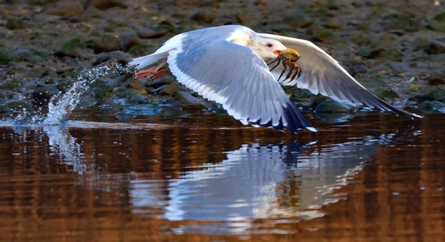 カニをくわえ、朝焼けに染まる水面を蹴って飛び立つセグロカモメ＝２月２５日、姫路市網干区興浜