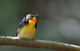 木の枝に止まる夏鳥のキビタキ＝神戸中央区の再度山（撮影・風斗雅博）