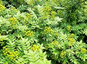 サンショウ特有のとげがなく、大粒の実がなる朝倉山椒＝養父市内