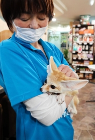 スタッフに抱かれるフェネック＝神戸市中央区、アニマルカフェフレカ三宮店