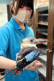 美しいブルーの羽のアオバネワライカワセミ＝神戸市中央区、アニマルカフェフレカ三宮店