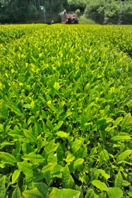 摘み取りの季節を迎えた茶畑。晴天の下、新芽が青々と輝く＝丹波篠山市味間奥