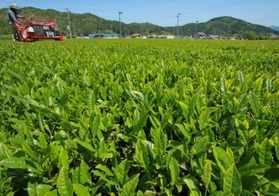 摘み取りの季節を迎えた茶畑。晴天の下、新芽が青々と輝く＝丹波篠山市味間奥