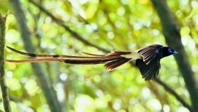 長い尾を優雅になびかせて飛ぶサンコウチョウ＝尼崎の森中央緑地（高橋正晴さん撮影）