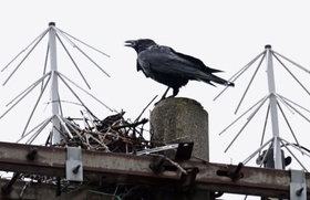 電柱に営巣するカラスのペア。停電の原因になるためカラスよけが設置されているにもかかわらず、その間で巣作りするたくましさと知恵には脱帽するしかない＝４月２５日、尼崎市潮江４