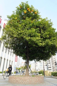 交差点のそばに植えられたミカンの木。高い所にしか実が残っていない＝神戸市兵庫区水木通１