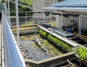 淡水に生息するカメの研究施設。数百匹を飼育しているという＝姫路市立水族館