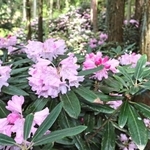散策道沿いにしっとりと咲くシャクナゲ＝神戸市立森林植物園