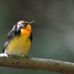 木の枝に止まる夏鳥のキビタキ＝神戸中央区の再度山（撮影・風斗雅博）
