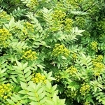 サンショウ特有のとげがなく、大粒の実がなる朝倉山椒＝養父市内