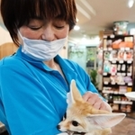 スタッフに抱かれるフェネック＝神戸市中央区、アニマルカフェフレカ三宮店