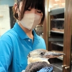 美しいブルーの羽のアオバネワライカワセミ＝神戸市中央区、アニマルカフェフレカ三宮店