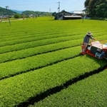 摘み取りの季節を迎えた茶畑。晴天の下、新芽が青々と輝く＝丹波篠山市味間奥