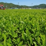 摘み取りの季節を迎えた茶畑。晴天の下、新芽が青々と輝く＝丹波篠山市味間奥