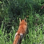 茂みに向かってはねるホンドギツネ＝尼崎の森中央緑地（高橋正晴さん撮影）