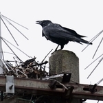 電柱に営巣するカラスのペア。停電の原因になるためカラスよけが設置されているにもかかわらず、その間で巣作りするたくましさと知恵には脱帽するしかない＝４月２５日、尼崎市潮江４