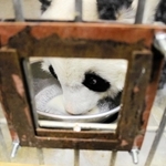 好物のサトウキビジュースを真剣な目つきで飲むタンタン＝神戸市灘区王子町３