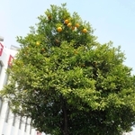 交差点のそばに植えられたミカンの木。高い所にしか実が残っていない＝神戸市兵庫区水木通１