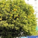 交差点のそばに植えられたミカンの木。高い所にしか実が残っていない＝神戸市兵庫区水木通１