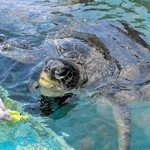 日本最高齢というアオウミガメ。名前はない＝姫路市立水族館