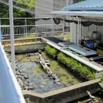 淡水に生息するカメの研究施設。数百匹を飼育しているという＝姫路市立水族館