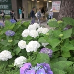 雨が断続的に降る中で咲く花壇のアジサイ＝２９日午前、神戸市中央区加納町５（撮影・風斗雅博）