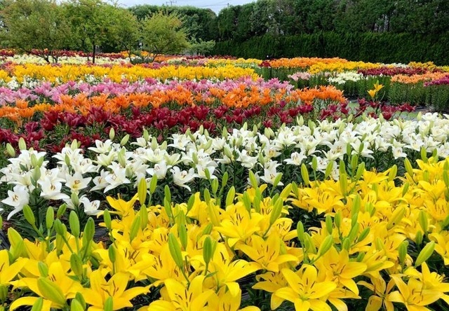１０万本のゆりが咲き誇る篠山玉水ゆり園＝丹波篠山市黒岡